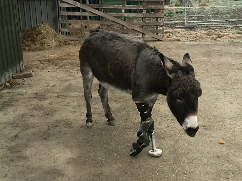 'Wonky donkey' gets a prosthetic leg for just in time for Christmas