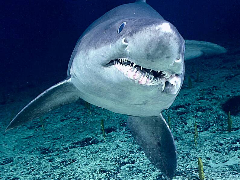 Rare 14ft shark washed up on Wexford beach puzzles experts