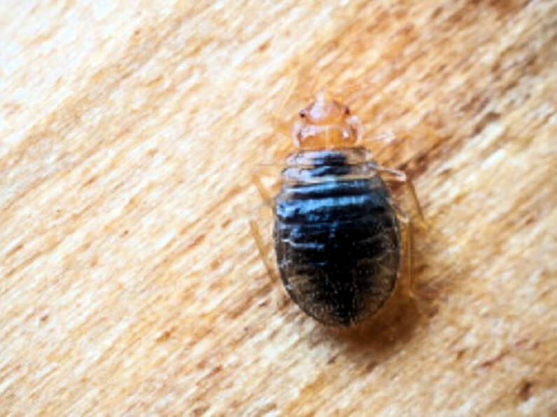 Warning as 'new tropical bug' found in hotels and tourist accommodation in Spain