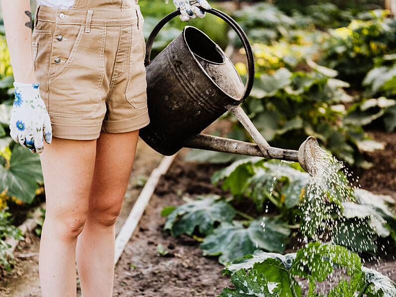 You can use your period blood to fertilise your plants