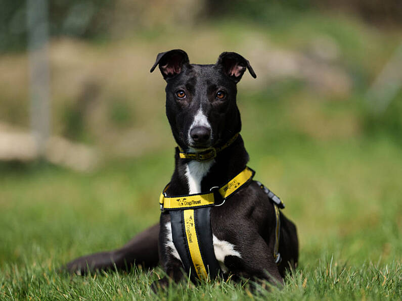 Dogs Trust looking to find a home for 'miracle dog' Gracie