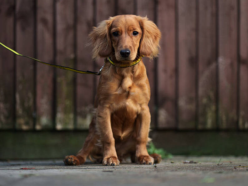 Figures show 20% decrease in dogs entering Irish pounds