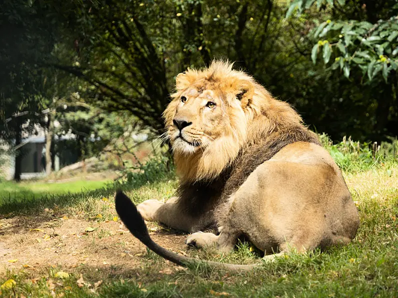 Endangered Asiatic lion now taking visitors at Fota Wildlife Park