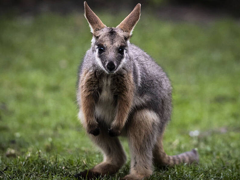 Kangaroo like animal spotted on Waterford/Kilkenny border