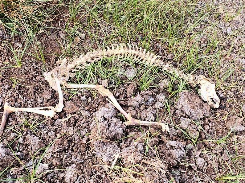 Remains of several greyhounds found 2km from Greyhound Stadium