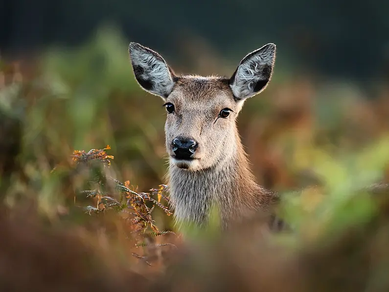 Locals 'horrified' after deer shot and dismembered on fairy walking route