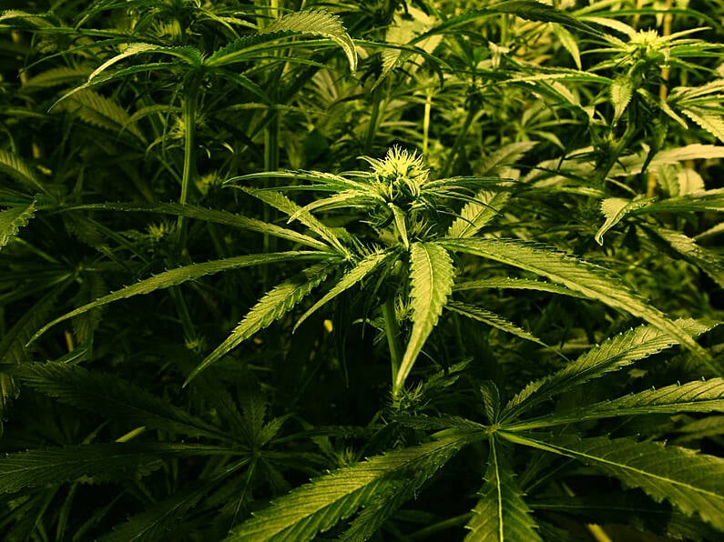 'Off the grid' pensioner (73) receives suspended sentence for growing cannabis plants