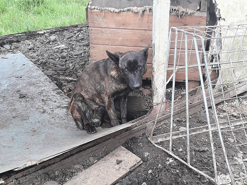 Three family members jailed for animal cruelty in Tipperary