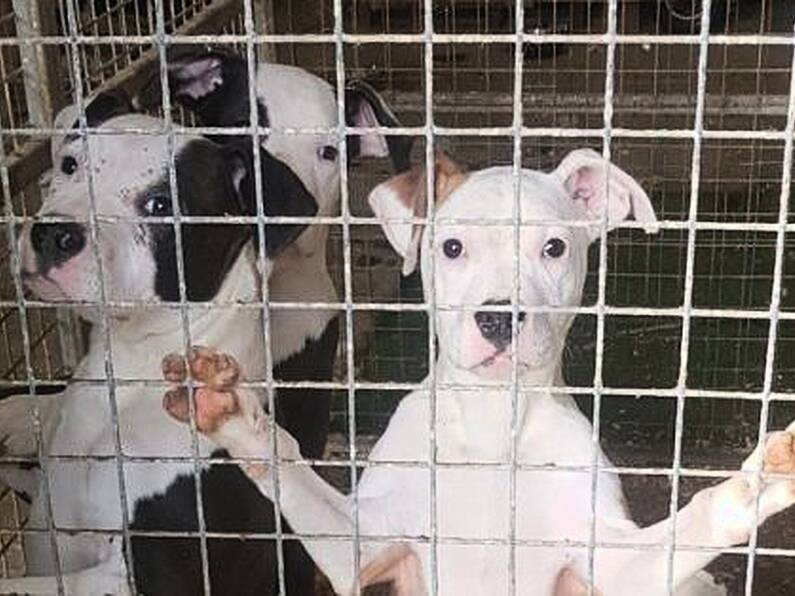 Six dogs seized amid suspected dangerous breed offences