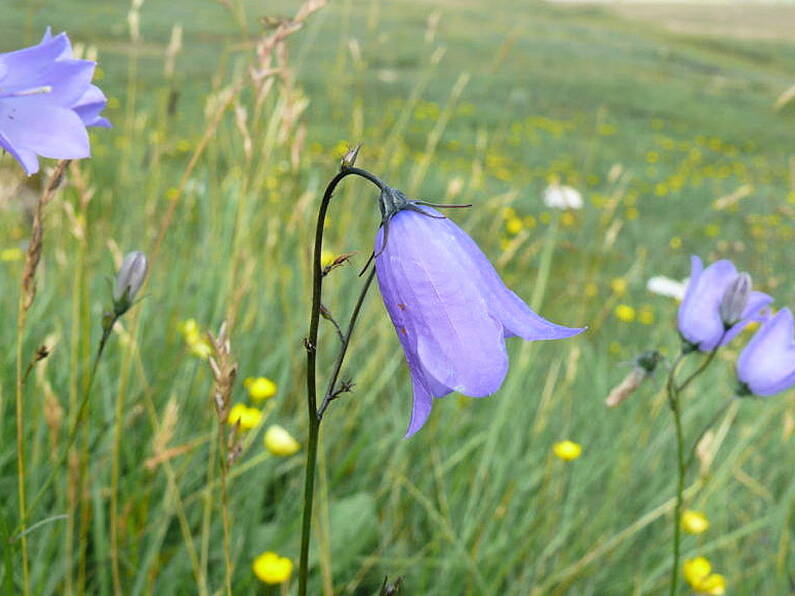 More than half of Ireland and Britain's native plants in decline