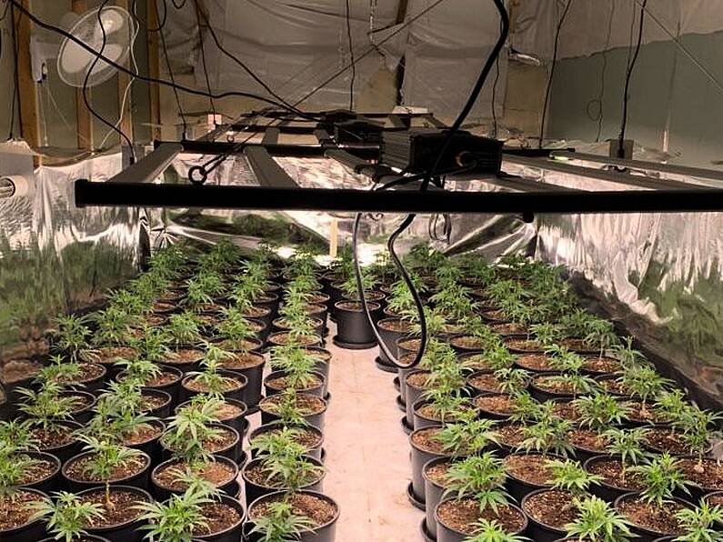 Two men arrested as gardaí close down growhouse with cannabis worth €432,000