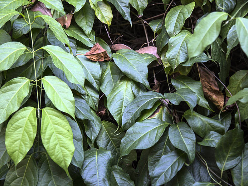 Amazon hallucinogenic 'ayahuasca' ceremonies advertised for Mayo this summer