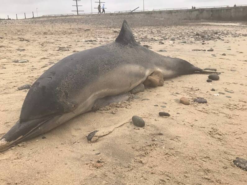 Dolphin and whale wash up on separate beaches in Wexford