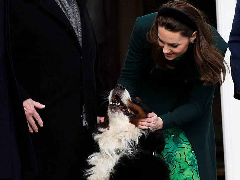 Tributes paid to Michael D Higgins' dog Bród who died at the weekend