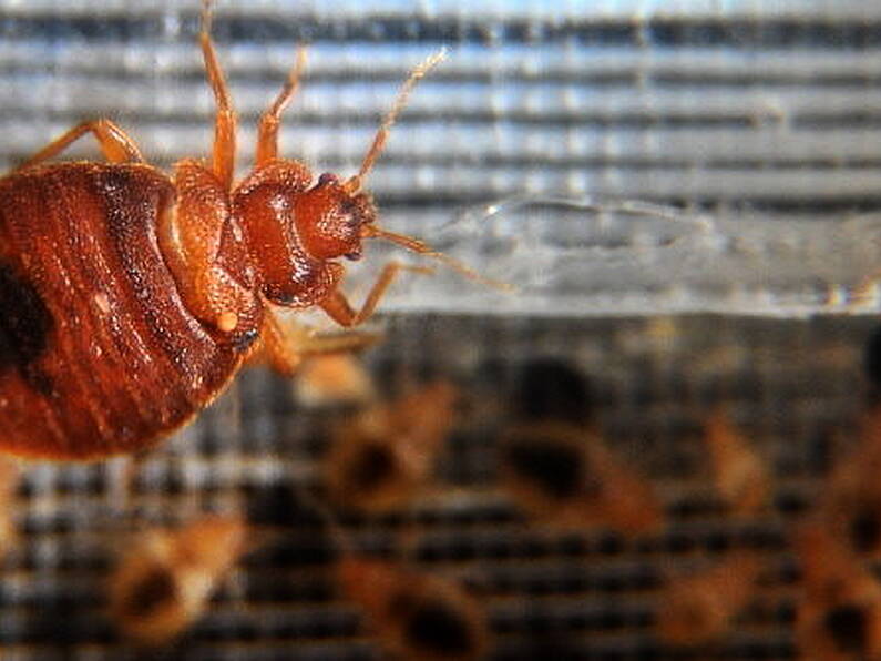 Irish rugby fans warned about threat of bed bugs as Paris grapples with infestation