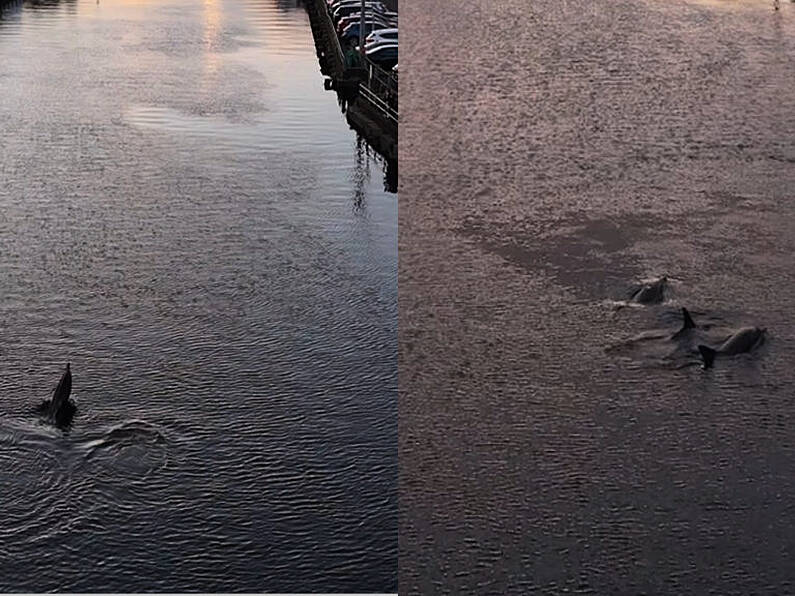 ‘Amazing sight’ as pod of dolphins swim down River Lee at sunset