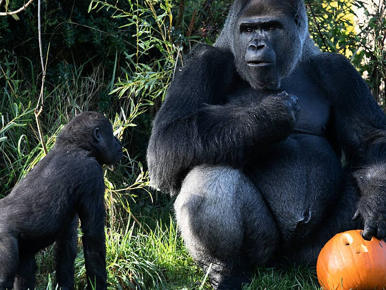 Dublin Zoo announces free entry for children in costumes for bank holiday weekend