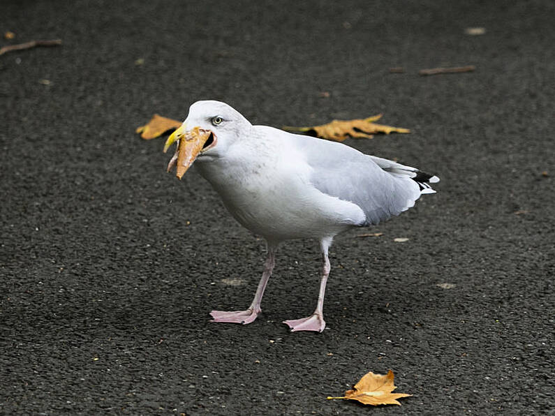 Call for seagulls to be fed contraceptives in bid to control numbers