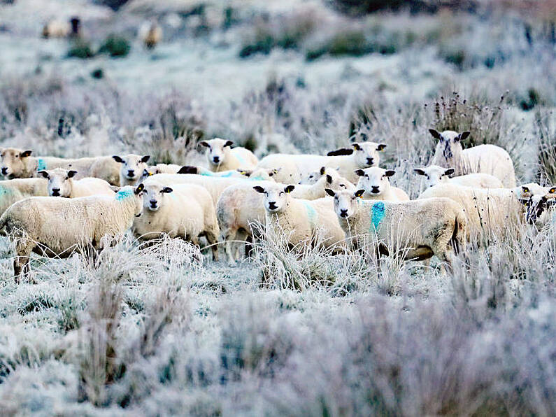 Frost and ice on the way as cold weather advisory issued