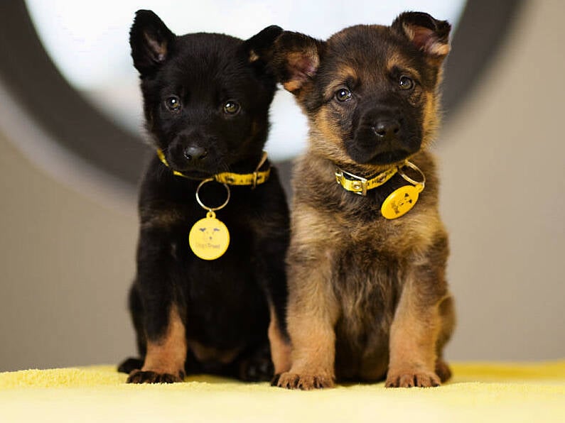 Four-week-old puppies found abandoned in plastic bag