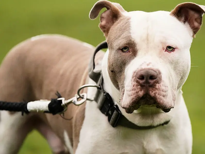 Kilkenny gardaí confirm two XL Bullys found unaccompanied