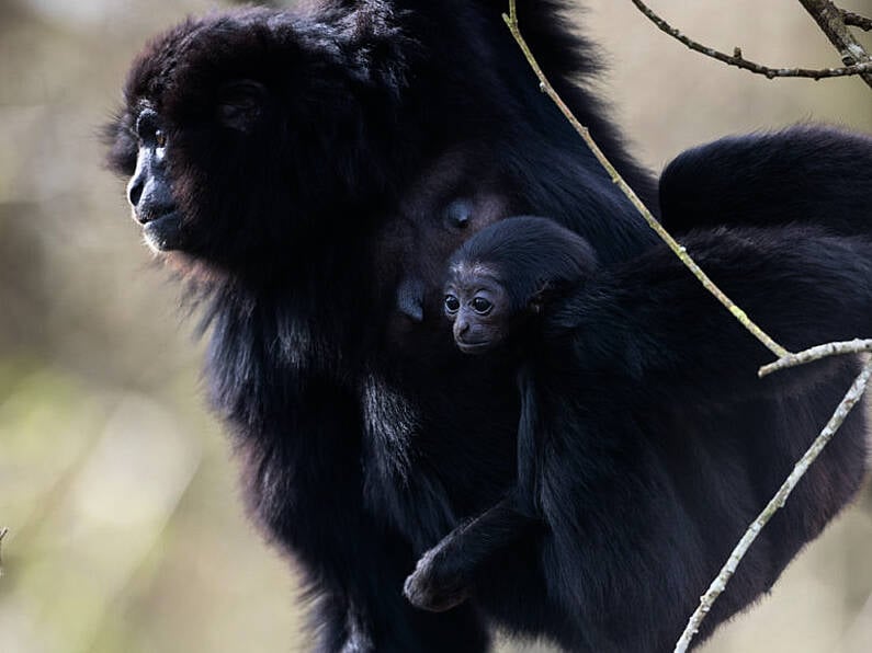 Endangered agile gibbon born in Fota Wildlife Park