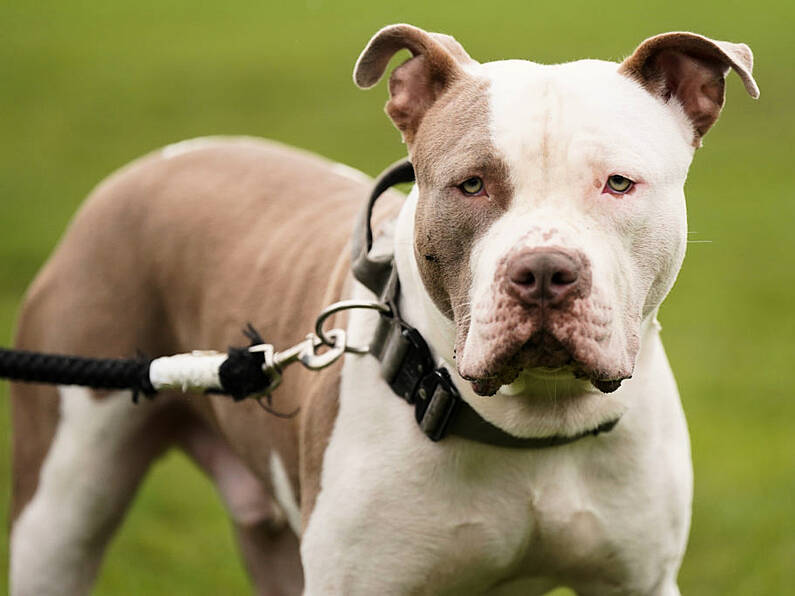 XL Bully Dogs to be banned under new regulations