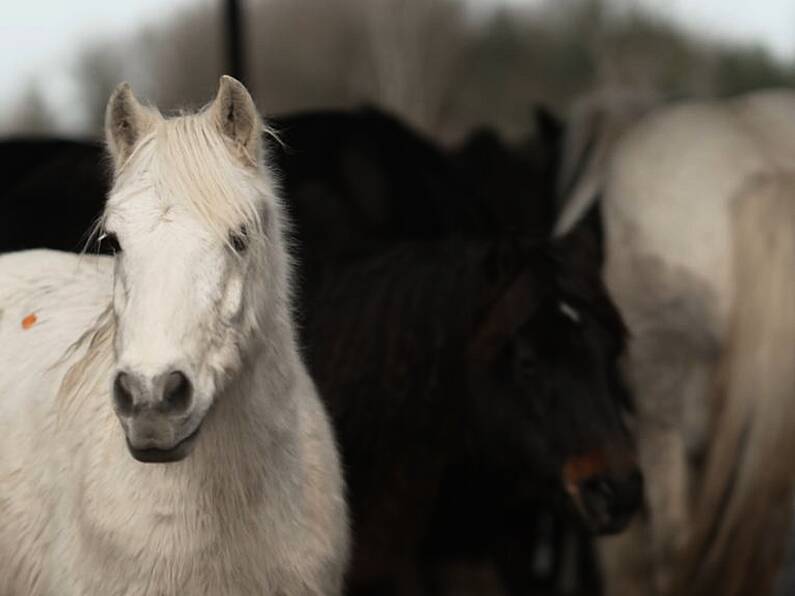 Officials shut down abattoir at centre of horse abuse claims