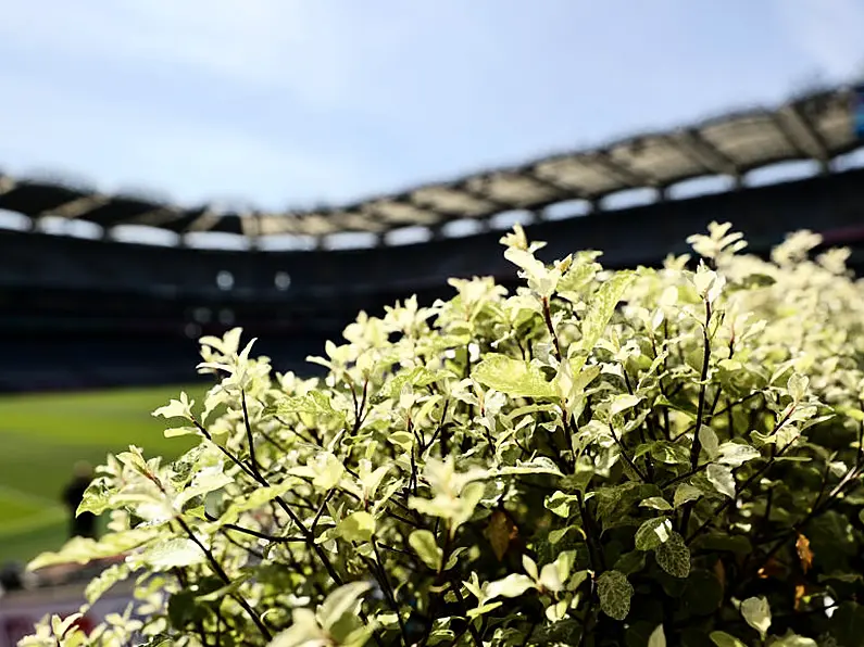 Sunday sport: Tailteann Cup semi-finals, Cork and Louth battle for quarter-final spot