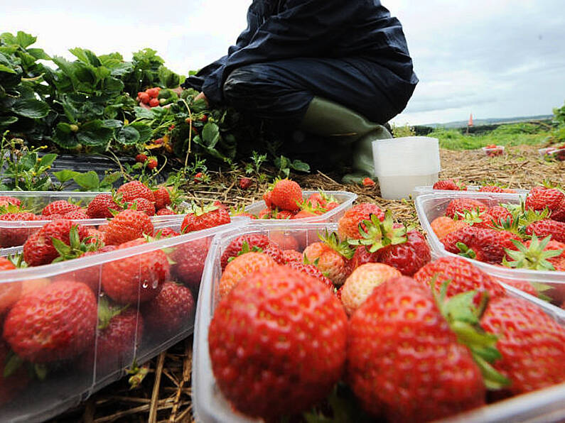 Woman who got ‘repetitive pain’ from planting strawberries awarded almost €40,000