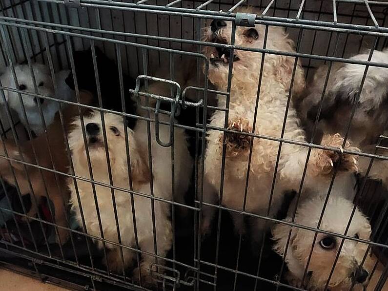 Woman banned from owning animals after multiple found without food and water