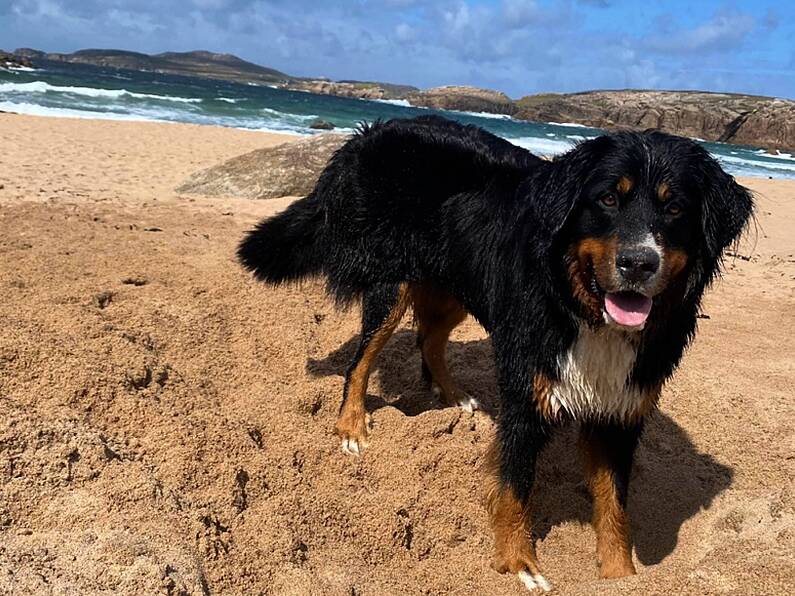 Dog that went missing over two weeks ago found on edge of cliff