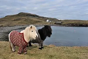 shetland-ponies-cardigans2