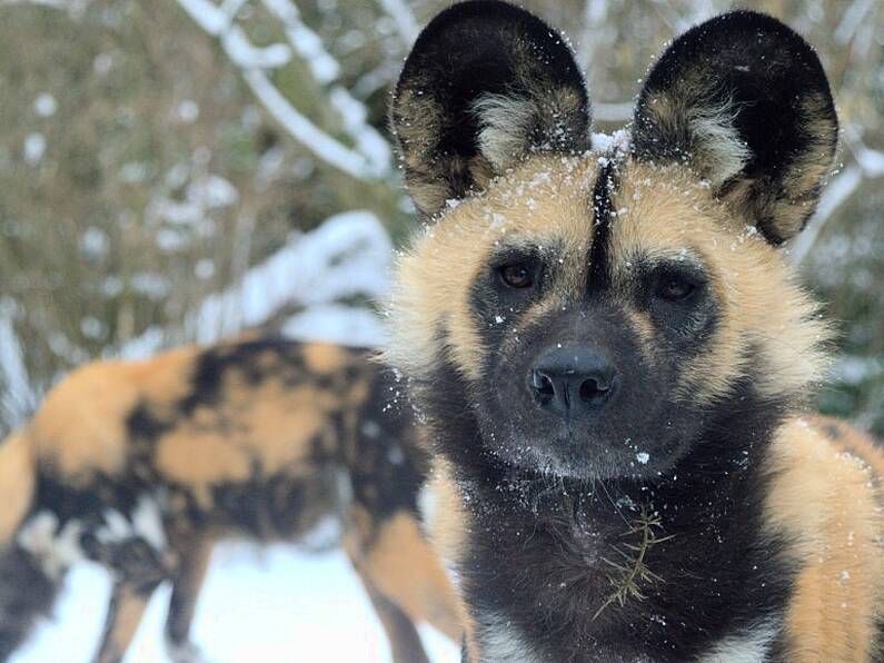 Cute or what? These pics of Dublin Zoo's animals in the snow will melt your heart