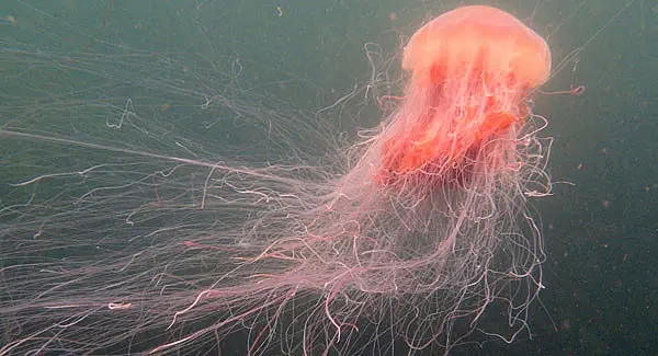 WATCH: Jellyfish hospitalizes swimmers off Galway coast