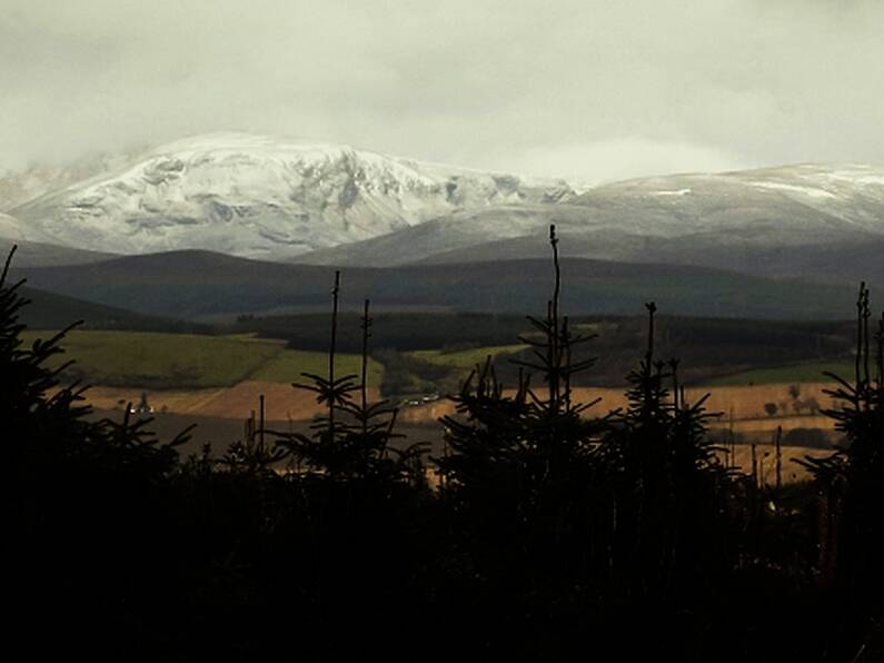 Christmas Tree shortage expected in Ireland due to supply issues