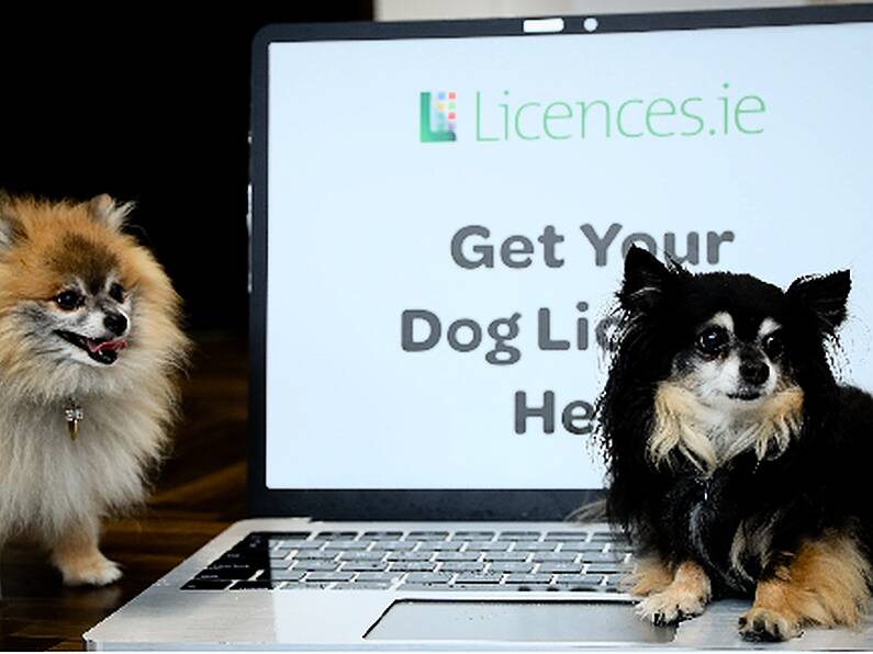 An Post launches service to buy dog licences online