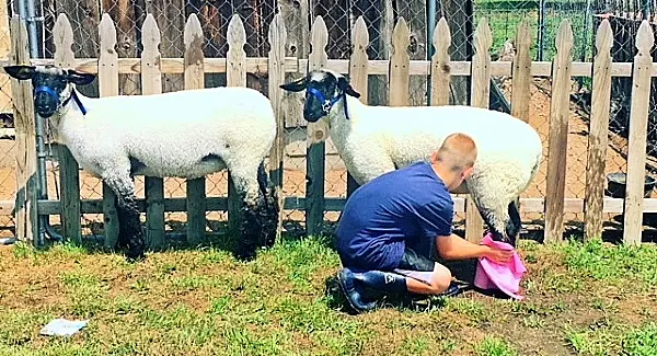 Tears as young boy says goodbye to slaughter-bound lamb he reared