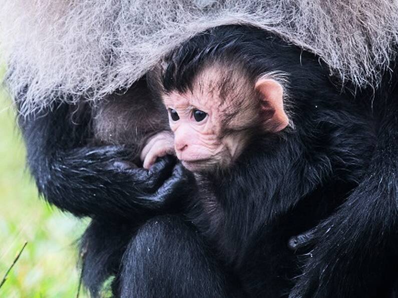 Fota Wildlife Park ask for public's help in naming their latest arrival