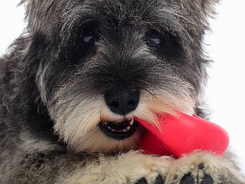 Meet Ireland’s Puppy of the Year 2018