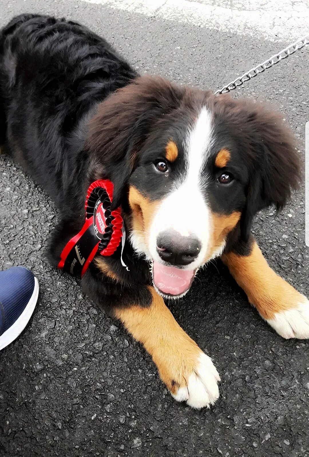 Meet Ireland’s Puppy of the Year 2018