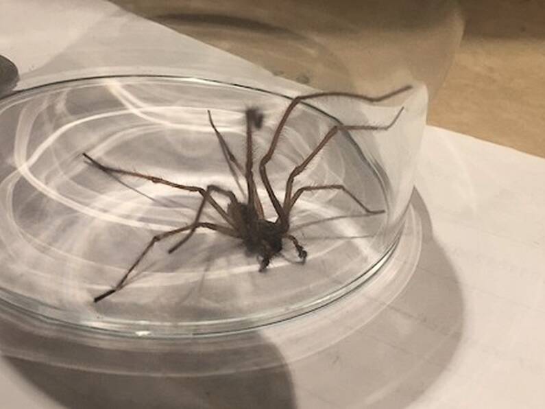 You won’t believe how big this spider found in Dublin is...