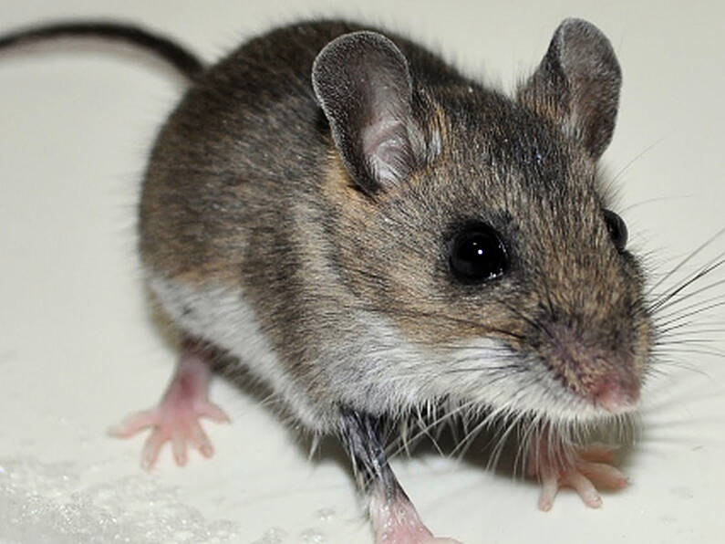 13 food premises closed in July amid rat and mouse infestations