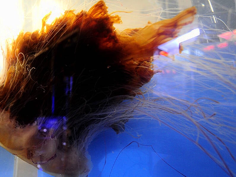 Data shows Lion's Mane Jellyfish outnumber cuckoos on Ireland's coast