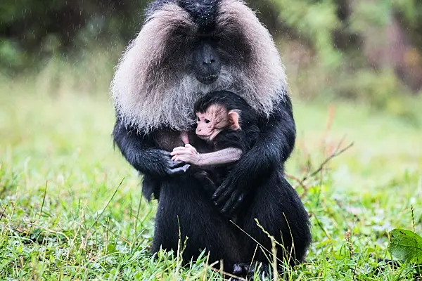 Fota Wildlife Park ask for public's help in naming their latest arrival