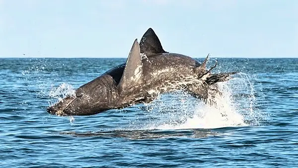 VIDEO: Irish research team find basking sharks can jump as high and as fast as great whites