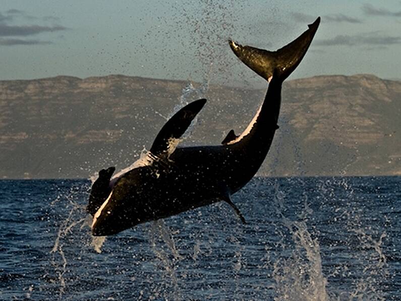 VIDEO: Irish research team find basking sharks can jump as high and as fast as great whites