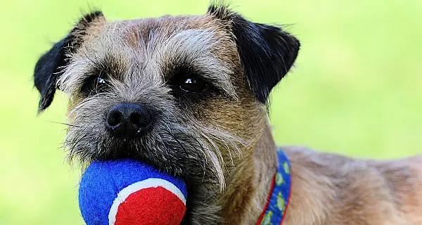 Dogs Trust launches second annual Pupcake Day