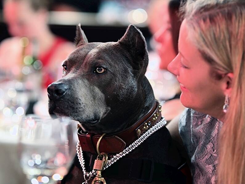 This pub will now allow you bring your dog to dinner