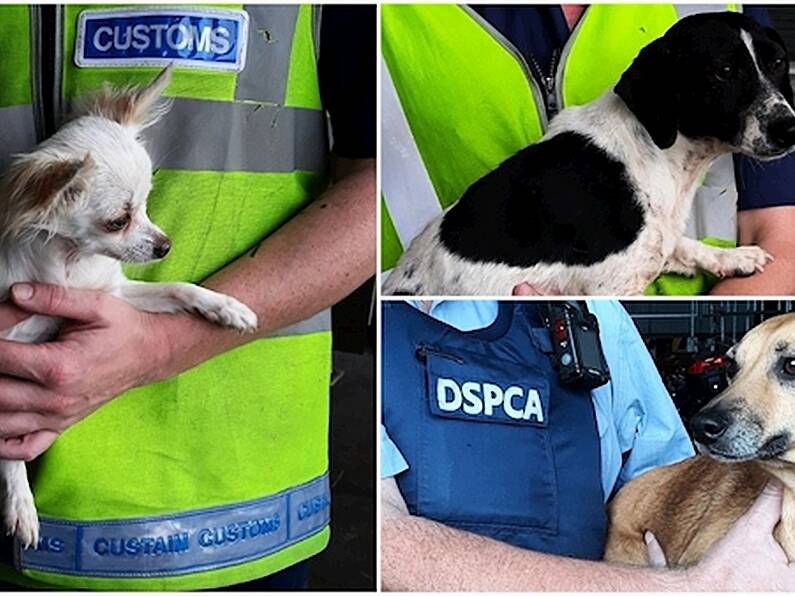 Three dogs seized at Dublin port following investigation